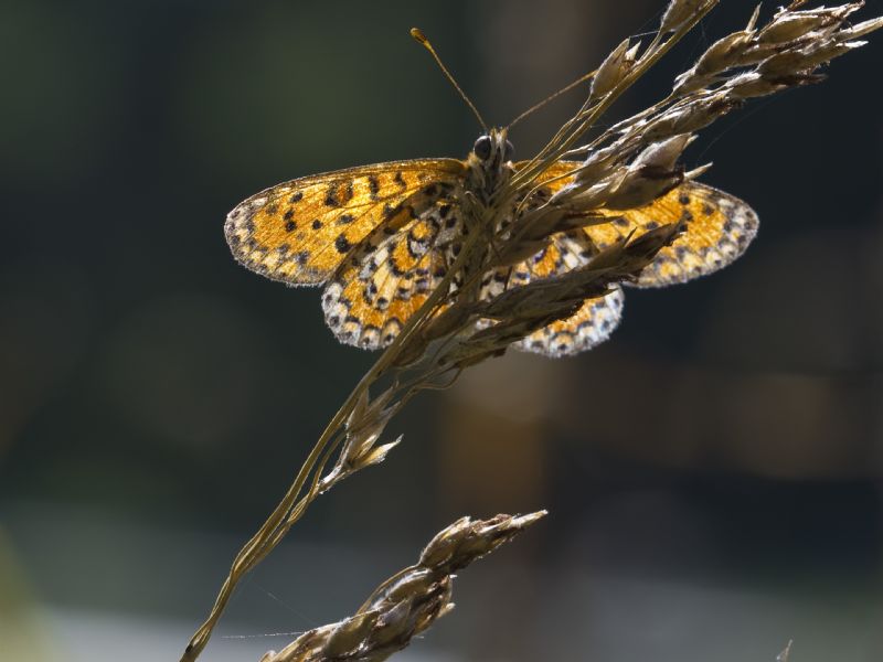 Melitaea  trivia ?  S !